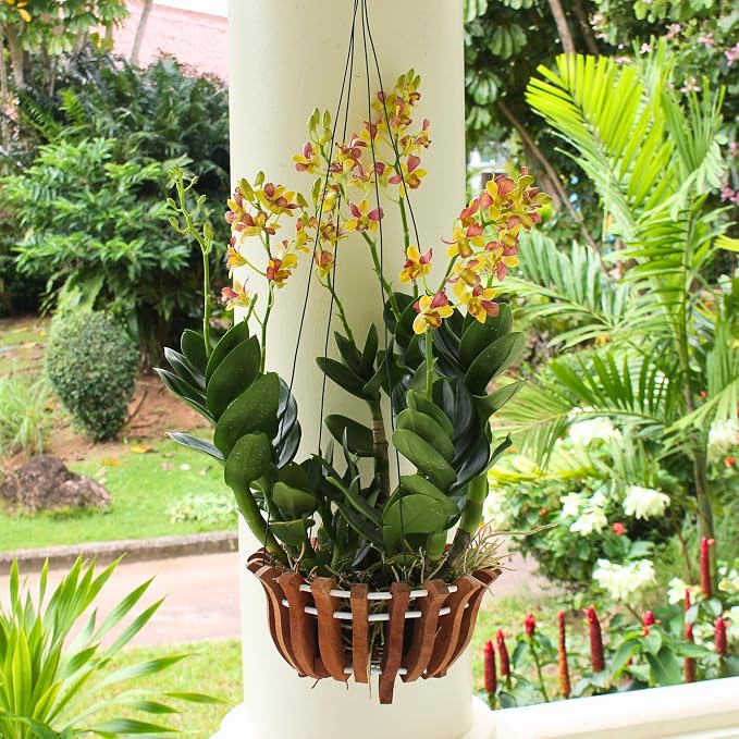 2 Rustic Specialist Orchid Baskets with Hangers for Outdoors, Lotus Flower Shape, 1 is 10 Inches Wide, 1 is 8 Inches, Orchid Tree Hanger