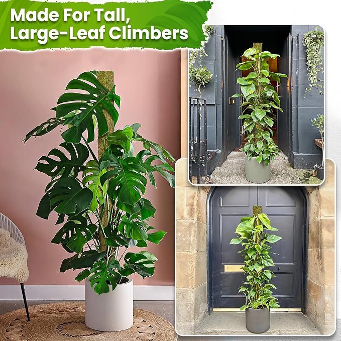 DUSPRO 59ββ D-Shape Moss Pole for Climbing Plants Monstera Moss Plant Pole Handmade Moss Stick for Indoor Plants Grow Upward (59'', 1pc.)