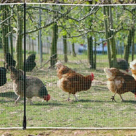 Temporary Fence with Posts 3' x 50' for Chickens, Turkeys Backyard | Boundary Chicken Fence with Double Spiked Fiberglass Posts & Windbreak Rope, Portable Non Electric Fence Netting