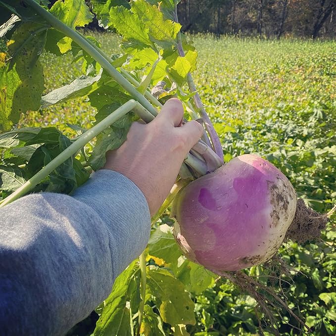 Hale Habitat & Seed Purple Top Turnip Food Plot Seed (50 lb Bulk)