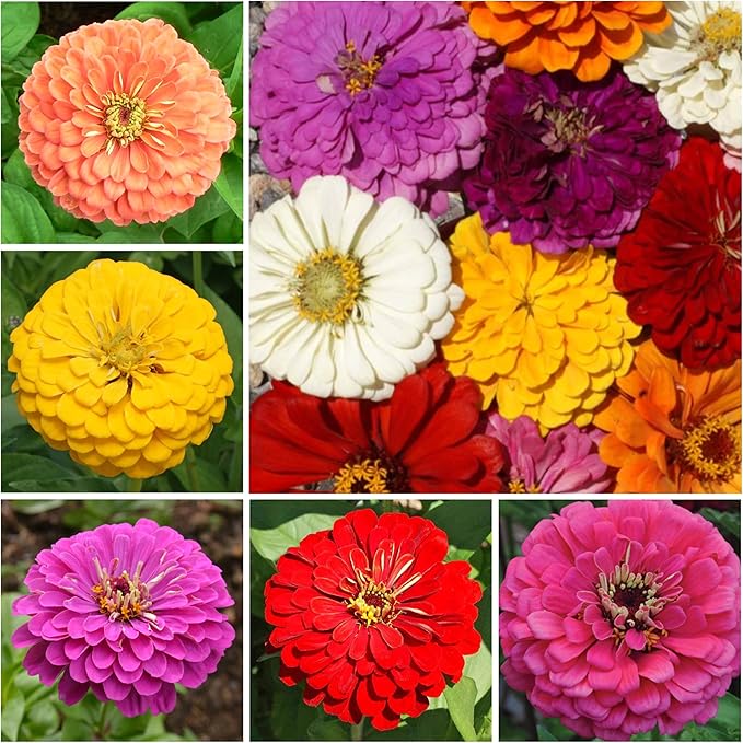 Seed Needs Butterfly Garden Seed Packet Variety Collection - 4 Individual Seed Packets for Planting Flowers - Crazy Cosmos, Zinnia California Giants, Sunflower Crazy Blend & Butterfly Wildflower Mix