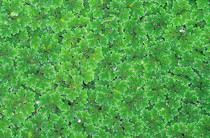 Azolla caroliniana Live Floating Pond Plant Huge Portion Mosquito Fern Water Velvet Fairy Moss Aquarium Outdoor Ponds Fast Growth Outcompetes Algae Fish Food filiculoides Live Aquarium Floating Plant