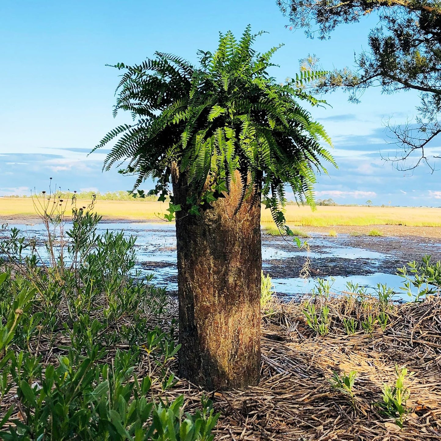 π³ Large Hollow Log Planter. Outdoor Garden, Yard & Porch Pot. Tall Tree Stump Well Pump Cover. Weatherproof, Rustic, Natural Looking Deck & Patio Decor. Better Than a Fake Rock.