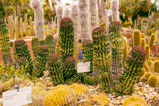 Complete Guide to Setting Up Your First Vegetable Garden