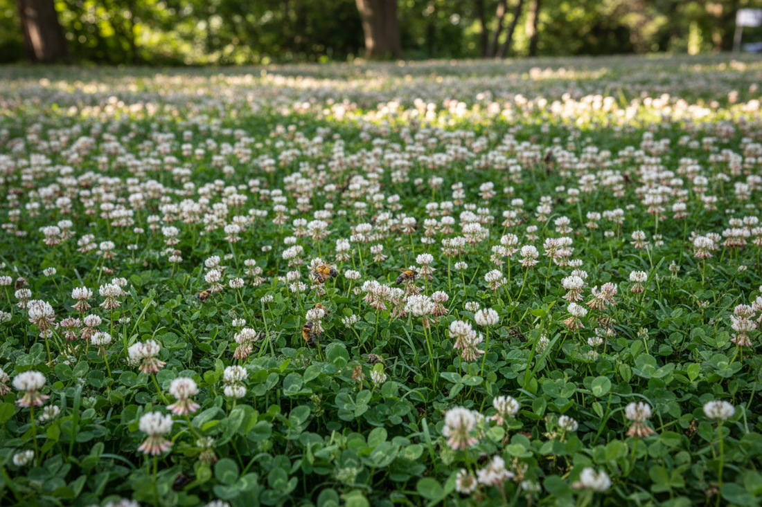 The Magic of Clover Lawns: Pros & Cons Every Homeowner Should Know