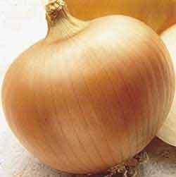 Onion Yellow Sweet Spanish Great Heirloom Vegetable By Seed Kingdom Bulk 5,000 Seeds