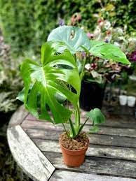 90PCS Fresh Monstera Plant Seeds, Rare Tropical Houseplant Seeds for Indoor & Outdoor Growing | Easy to Grow Exotic Foliage Plant