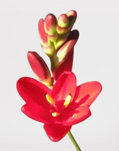 Votaniki African Corn Lily Mix Bulbs - Long Blooming and Easy to Grow, Ixia Mixed Bulbs for Planting - Perennial Lily Flower | Unique and Showy Flowers for Borders, Beds and Cut Flower (24 Pack)