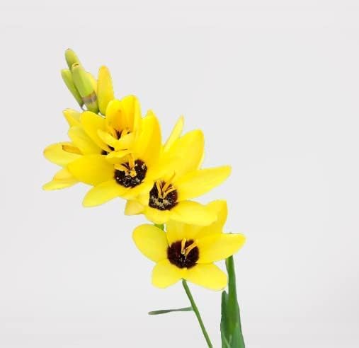 Votaniki African Corn Lily Mix Bulbs - Long Blooming and Easy to Grow, Ixia Mixed Bulbs for Planting - Perennial Lily Flower | Unique and Showy Flowers for Borders, Beds and Cut Flower (24 Pack)