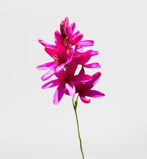 Votaniki African Corn Lily Mix Bulbs - Long Blooming and Easy to Grow, Ixia Mixed Bulbs for Planting - Perennial Lily Flower | Unique and Showy Flowers for Borders, Beds and Cut Flower (24 Pack)