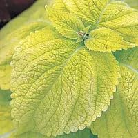 Park Seed Limelight Giant Exhibition Coleus Seeds, Heirloom Chartreuse Foliage for Shade Gardens and Containers, Compact and Vibrant Accent Plant, Pack of 20