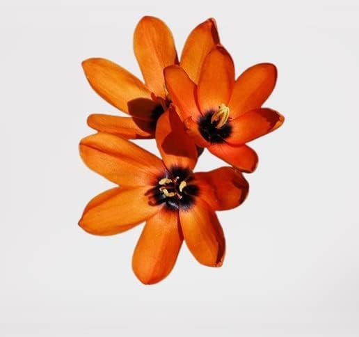Votaniki African Corn Lily Mix Bulbs - Long Blooming and Easy to Grow, Ixia Mixed Bulbs for Planting - Perennial Lily Flower | Unique and Showy Flowers for Borders, Beds and Cut Flower (24 Pack)