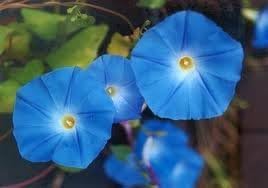 Morning Glory Heavenly Blue Flower UNTREATED Ipomoea Tricolor Seeds by Seed Kingdom (60 Seeds)