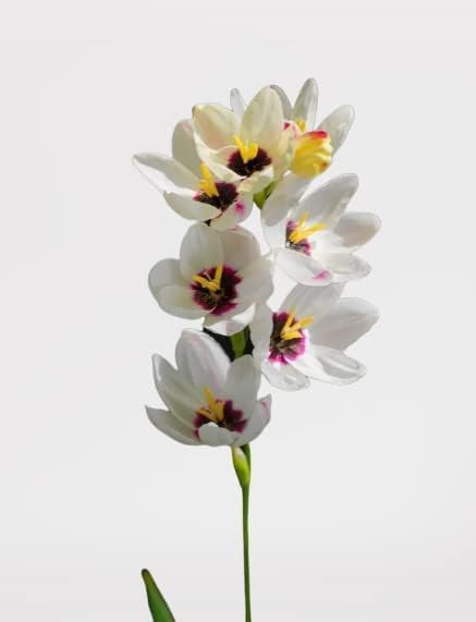 Votaniki African Corn Lily Mix Bulbs - Long Blooming and Easy to Grow, Ixia Mixed Bulbs for Planting - Perennial Lily Flower | Unique and Showy Flowers for Borders, Beds and Cut Flower (24 Pack)