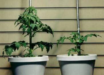 Sachets: Helps Your Plants Grow Bigger Faster and Stronger