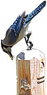 Wildlife Sciences Suet Plug Feeder, Bevel Cut Pine Post