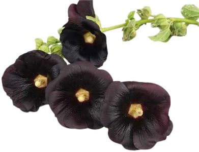 Black Hollyhock Nigra - Long Blooming Period in All Zones