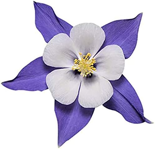 Blue Columbine Seeds - Colorado's State Flower - Approximately 2800 Seeds