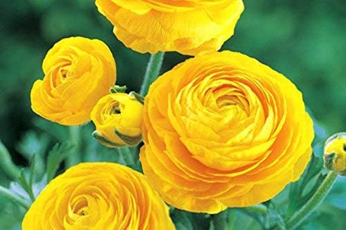 Pastel Yellow Ranunculus Bulbs(10 Bulbs) Perennial Great Garden Flower Home Bonsai Decoration
