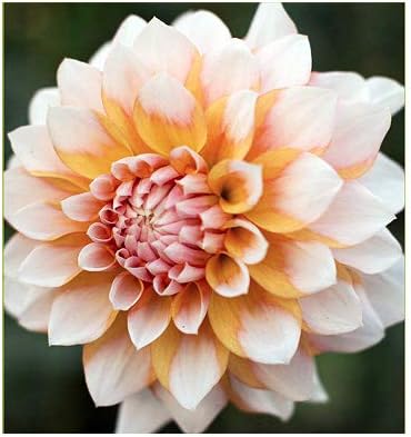 Seattle Dahlia - Large Tuber