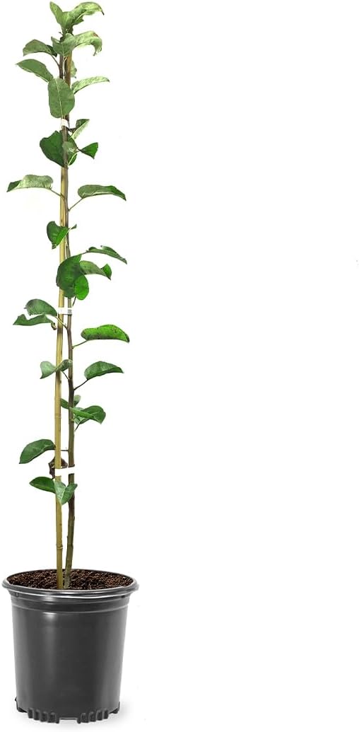 American Plant Exchange Fuji Apple Tree, 1 Gallon Pot, 2-3 ft Tall, Live Outdoor Fruiting Plant, Sweet & Tart Fruit