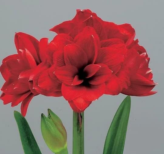 Amaryllis Holiday Gift Growing Kit, Includes an Rustic Tin Pot, Double King Bulb, and Professional Growing Medium!!!