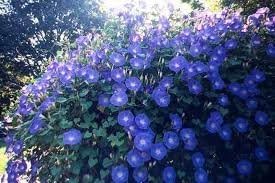 Morning Glory Heavenly Blue Flower UNTREATED Ipomoea Tricolor Seeds by Seed Kingdom (1 Lb Seeds)