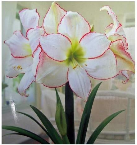 Picotee Amaryllis Bulb - Single Blooming Amaryllis, Easy to Grow Bulbs
