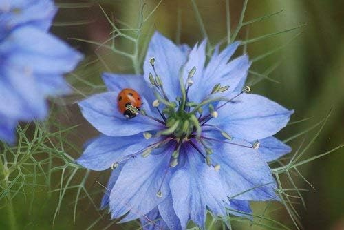 Non GMO Love in a Mist Flower Seeds Nigella damascena (1/2 Lb) 112,000 Seeds