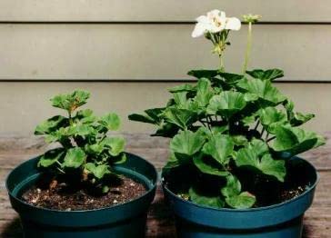 Sachets: Helps Your Plants Grow Bigger Faster and Stronger