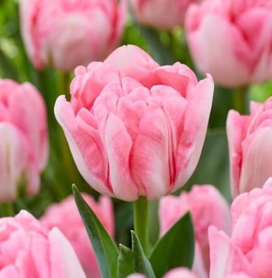 Pink Foxtrot Double Tulip Bulbs for Planting - Easy to Grow Perennial Tulips (5 Bulbs)