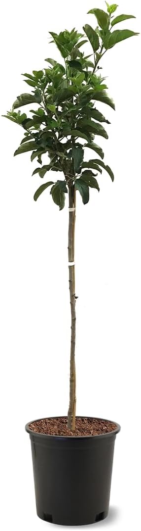 American Plant Exchange Dorsett Apple Tree, 5 Gallon Pot, 3-4 ft Tall, Live Outdoor Fruiting Plant, Sweet, Crisp and Tangy Fruit