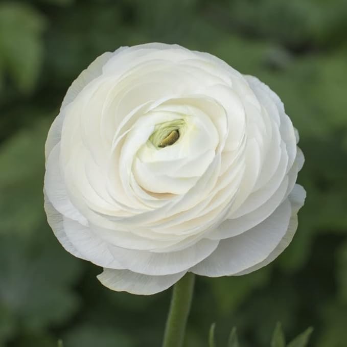 Votaniki Ranunculus Aviv Mix Bulbs - Large, and Showy Blooms, Perennial Ranunculus Flower Bulbs | Perfect for Any Garden - Easy to Grow and Low Maintenance (60 Pack)