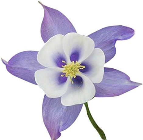 Blue Columbine Seeds - Colorado's State Flower - Approximately 2800 Seeds