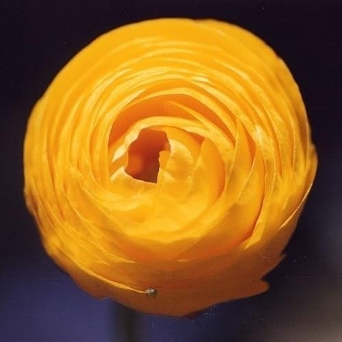 Votaniki Ranunculus Aviv Gold Persian Buttercup - Long Lasting Blooms, Perennial Ranunculus Bulbs for Planting | Easy to Grow and Low Maintenance (24 Pack)