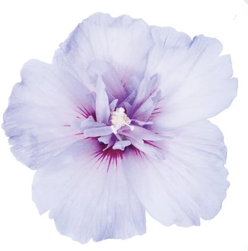 Green Promise Farms Hibiscus syr. `Blue Chiffon` (Rose of Sharon) Shrub, 3 Size Container