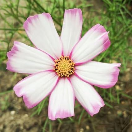 Seashell Cosmos Seeds - Long Blooming Period in All Zones - 1000 Seeds