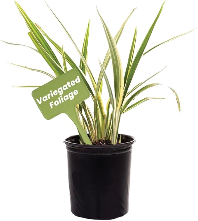 American Plant Exchange Variegated Flax Lily – 6-Inch Pot – Live Flowering Foliage Plant, Hardy Striped Greenery for Home, Garden Beds, or Landscape Decor