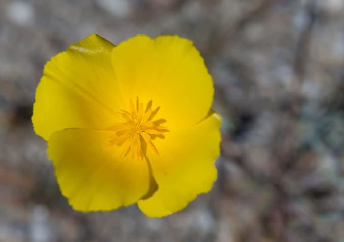 Desert Garden Seed Starter Kit - Grow Your Own Oasis with 10 Desert Cactus, Wildflowers, and Plants