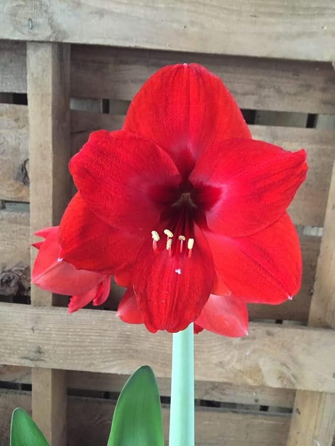 Amaryllis Holiday Gift Growing Kit, Includes an Attractive Red Ceramic Pot, Big Red Lion Bulb, and Professional Growing Medium