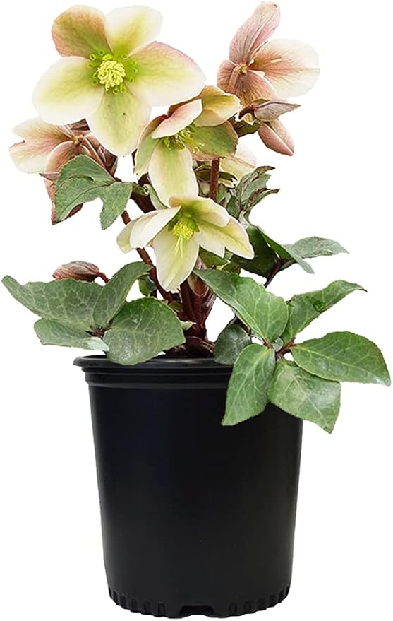 Live Plant Helleborus-X 'Ivory Prince' (Christmas Rose) Walhelivor Perennial, 1-Gallon Potted Plant from Green Promise Farms