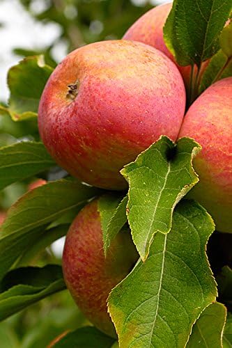 Fuji Apple Tree - Size: 3-4 ft, Live Plant, Includes Special Blend Fertilizer & Planting Guide