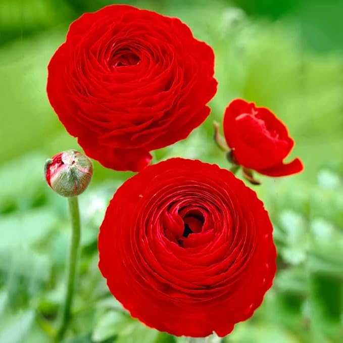 Votaniki Ranunculus Aviv Red "Persian Buttercup" - Long Lasting Blooms, Perennial Ranunculus Bulbs for Planting | Perfect Addition to Any Garden (24 Pack)