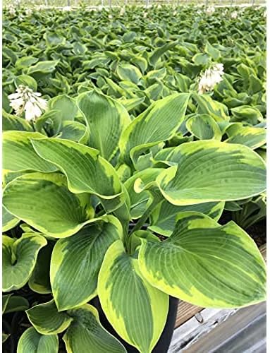Hosta 'Frances Williams' (Hosta) Perennial, blue-green foliage with gold edge, 1 - Size Container