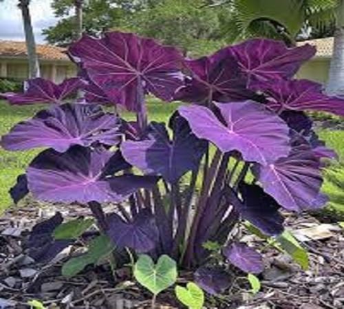 30pcs Purple Colocasia Seeds – Rare Elephant Ear Plant for Planting, Bold Tropical Foliage, Easy to Grow Indoors or Outdoors, Decorative Garden Plant for Pots, Borders & Landscapes
