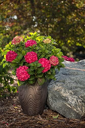 Hydrangea Endless Summer Crush (Bigleaf) Shrub, 2-Size Container, red or Purple Flowers