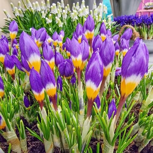 Votaniki Sieberi Tricolor Crocus Bulbs - Perennial and Fragrant, Captivating Three Hued Spring Blooms | Cup Shaped Flowers - Species Crocus Tricolor (Sieberi) (12 Pack)