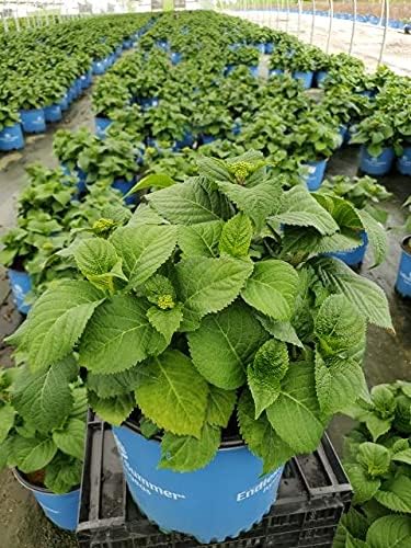 Hydrangea Endless Summer Crush (Bigleaf) Shrub, 2-Size Container, red or Purple Flowers