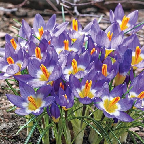 Votaniki Sieberi Tricolor Crocus Bulbs - Perennial and Fragrant, Captivating Three Hued Spring Blooms | Cup Shaped Flowers - Species Crocus Tricolor (Sieberi) (50 Pack)