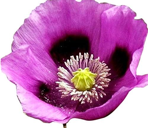 Hungarian Breadseed Poppy Seeds